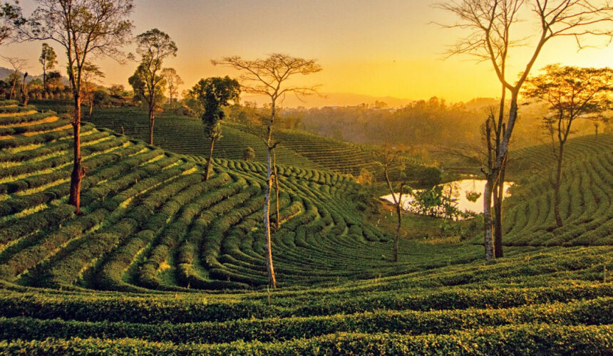 Trip To Assam | 3D – 2N